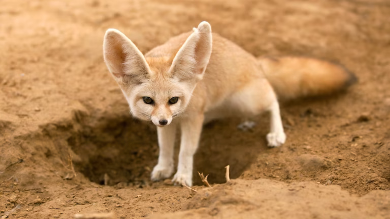 fennec