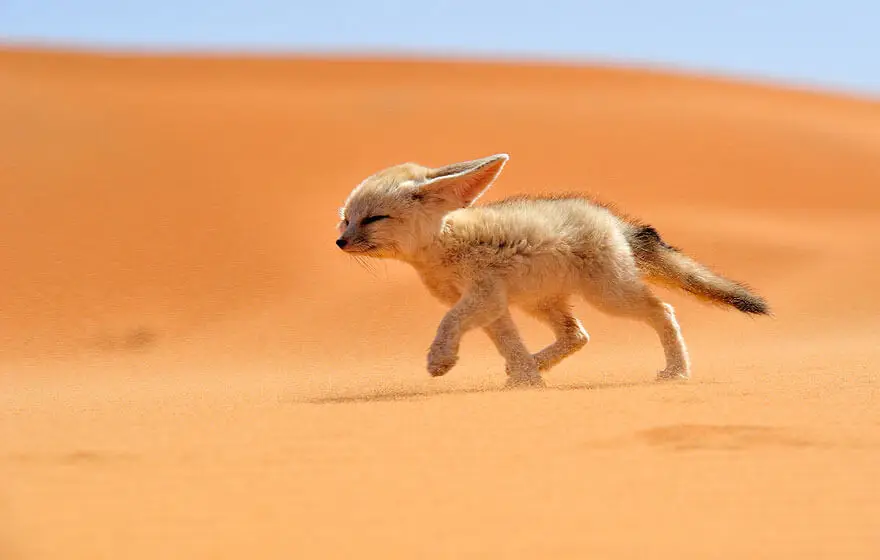الفنك - Fennec Fox